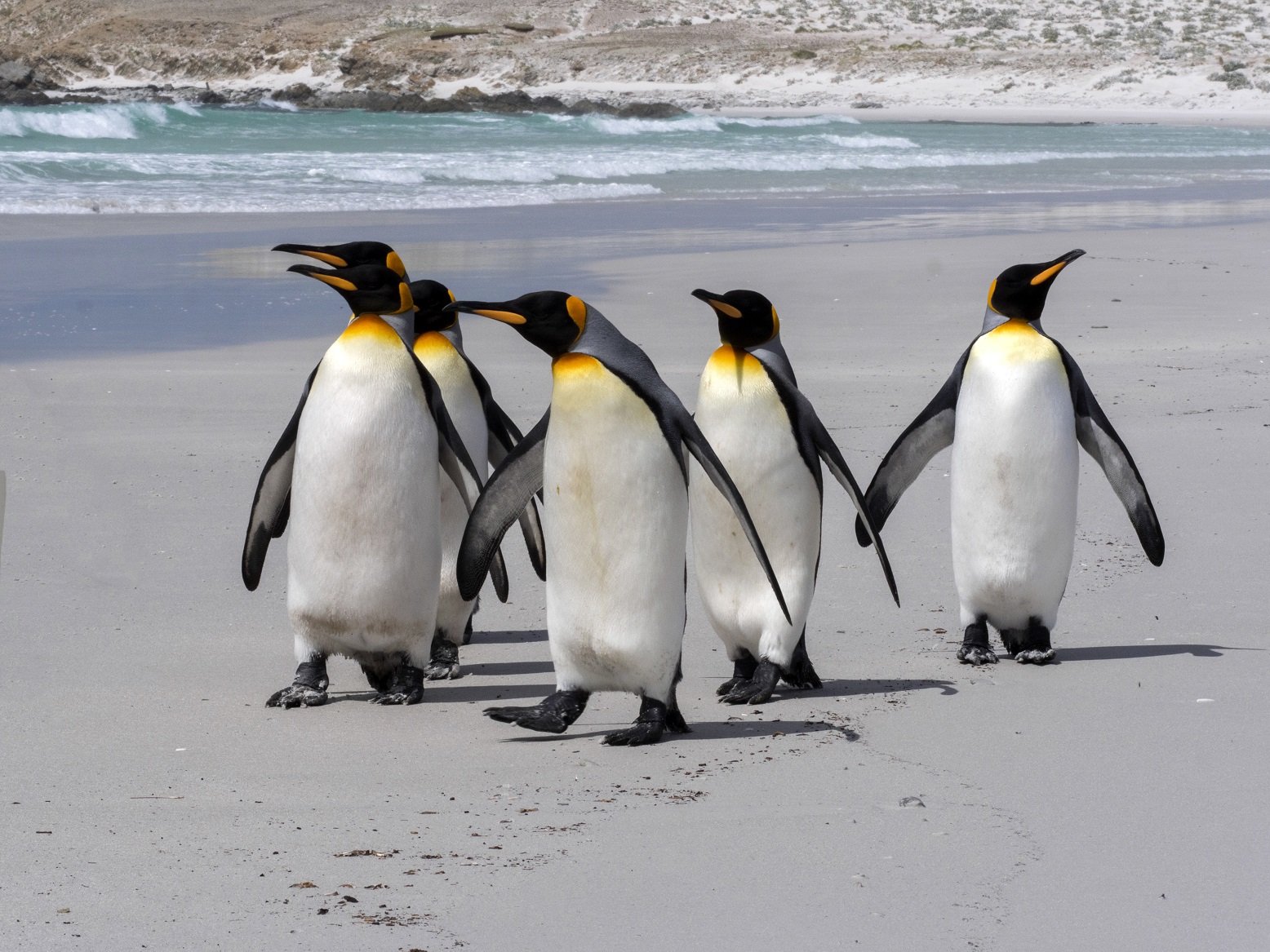 Königspinguine am Strand