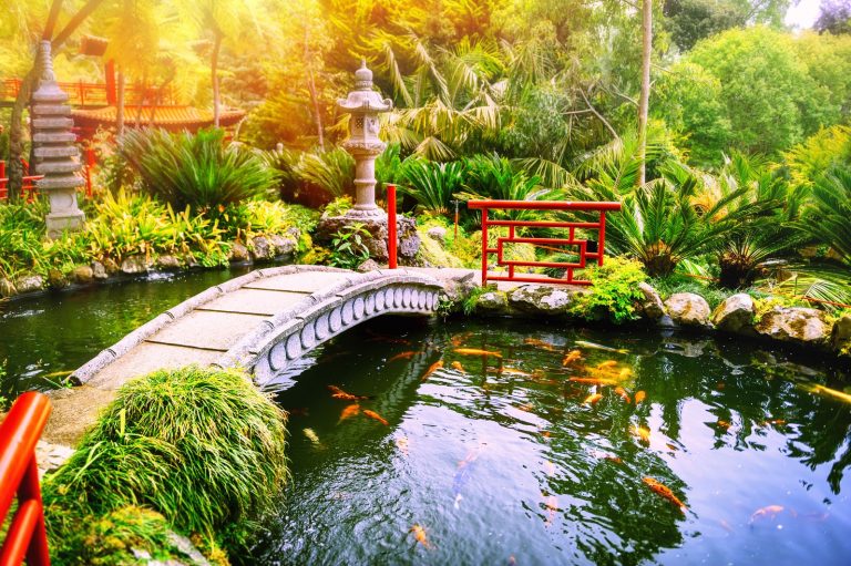 Koi Wissenswertes zum König der Gartenteiche DasTierlexikon.de