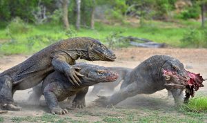 drei Komododrachen streiten um Futter