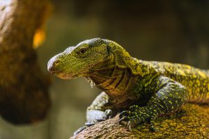 junger Komodowaran