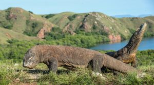 Komododrachen auf Rinca