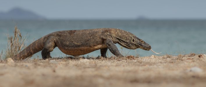 Komodowaran am Strand