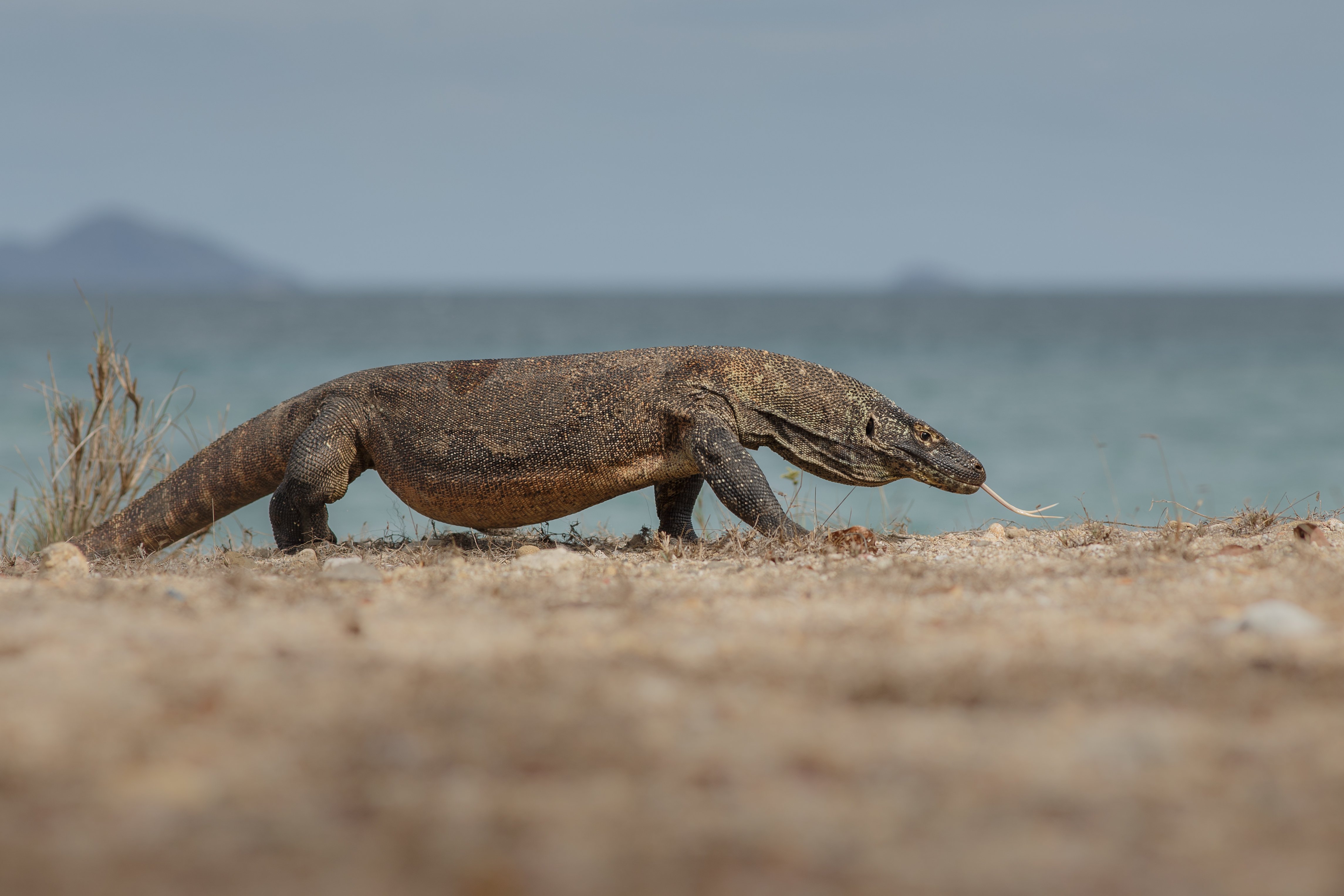 Komodowaran am Strand