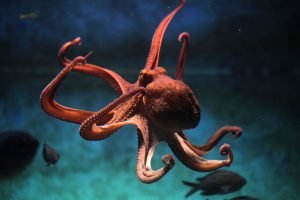 Krake im Wasser