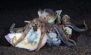 Krake versteckt sich