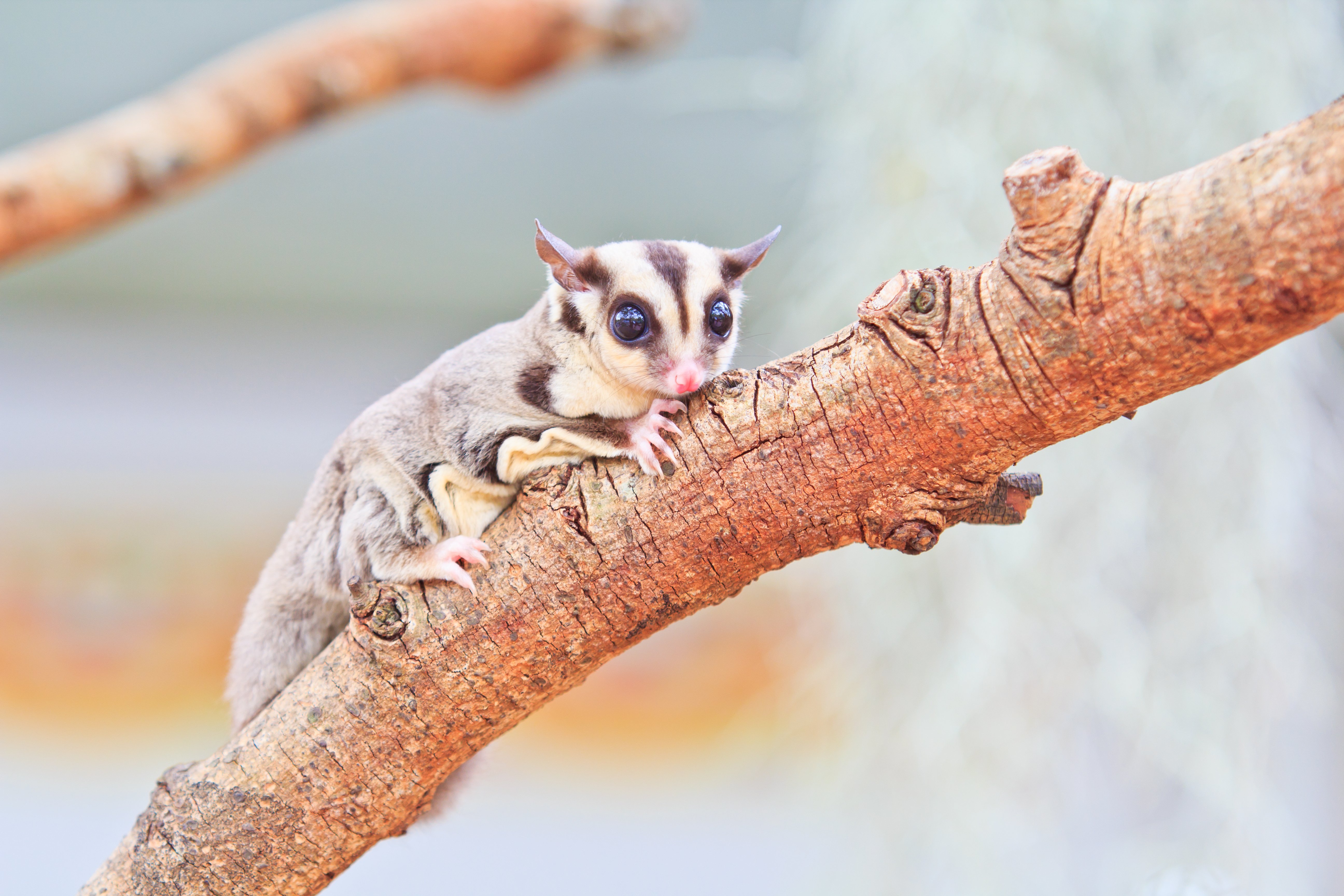 Kurzkopfgleitbeutler oder Sugar Glider