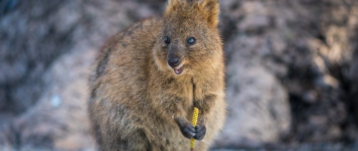 Kurzschwanzkänguru oder Quokka