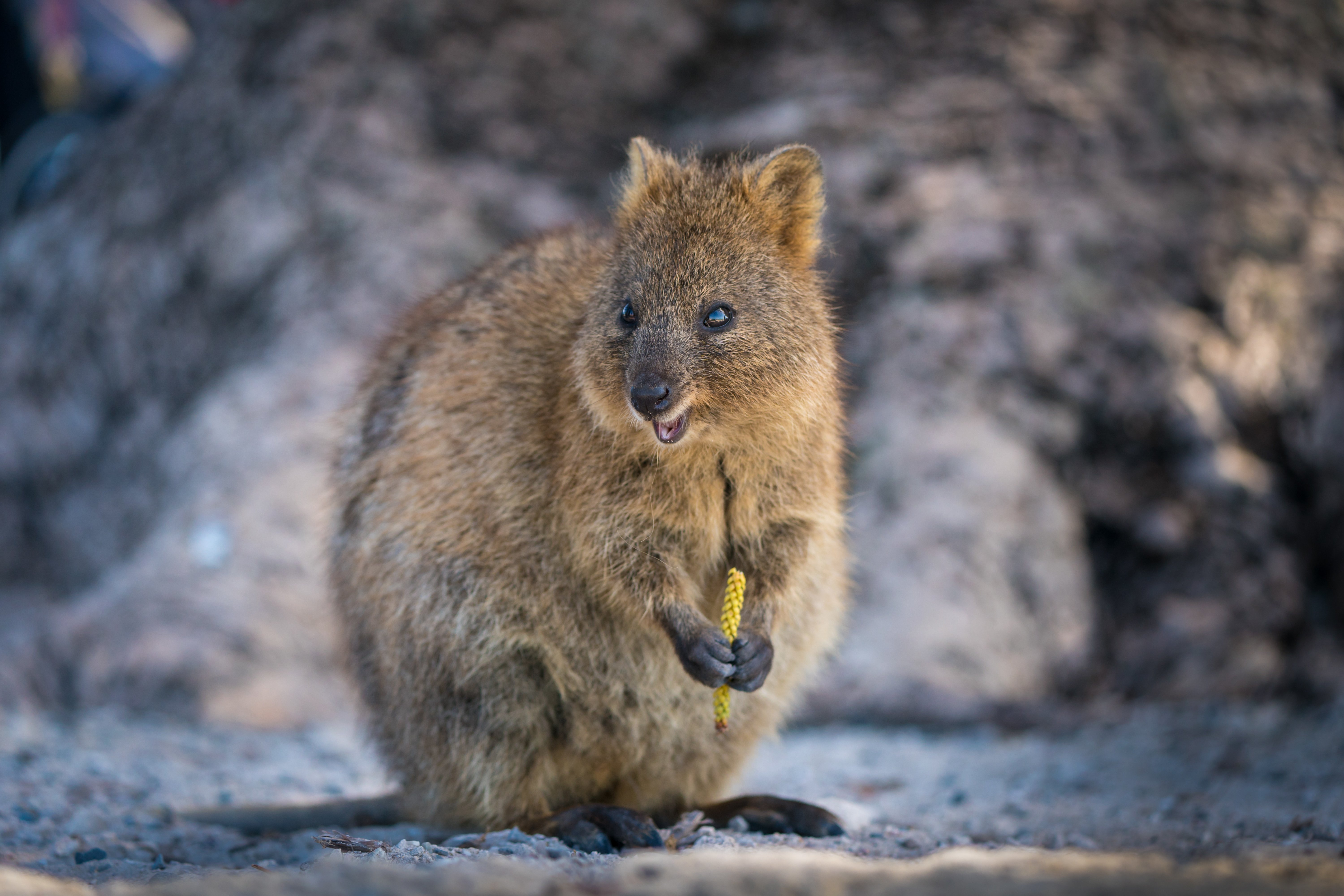 Kurzschwanzkänguru oder Quokka