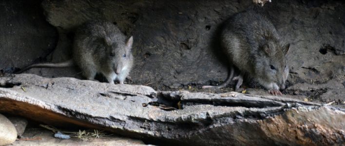 Langschnauzen Kaninchenkänguru