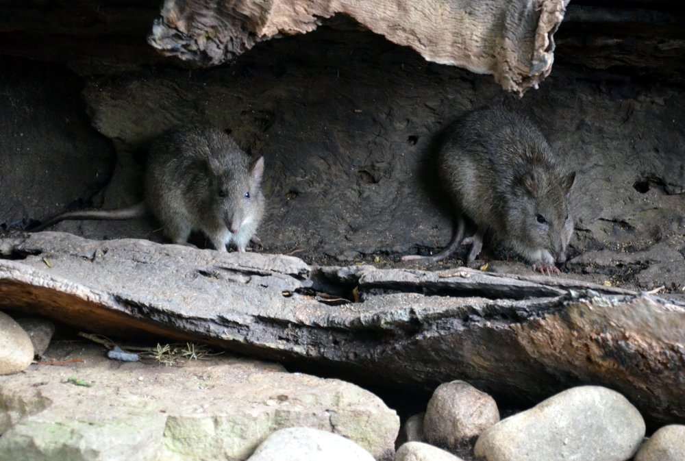 Langschnauzen Kaninchenkänguru