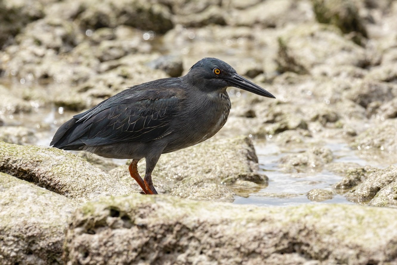 Galapagosreiher