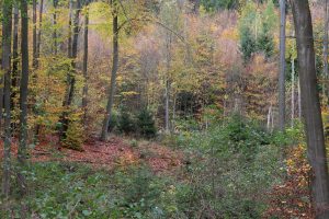 Lebensraum der Waldtiere