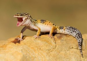 leopard gecko in der sonne