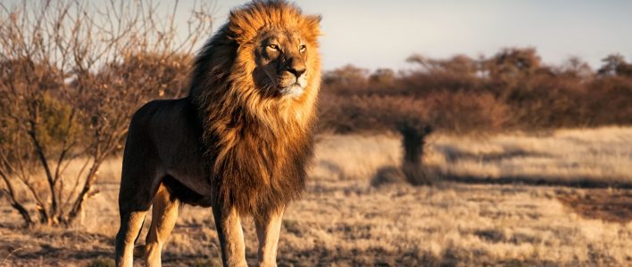 Löwe (Panthera leo)