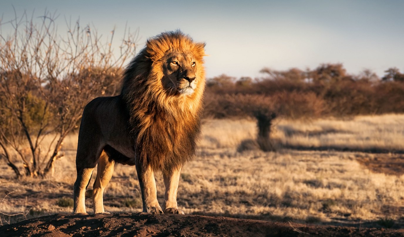 Löwe (Panthera leo)