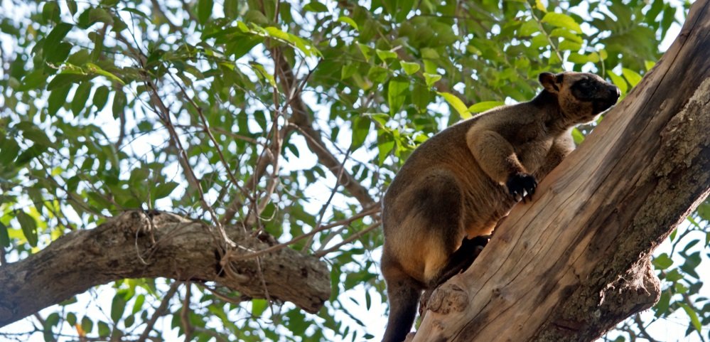 Lumholtz Baumkänguru