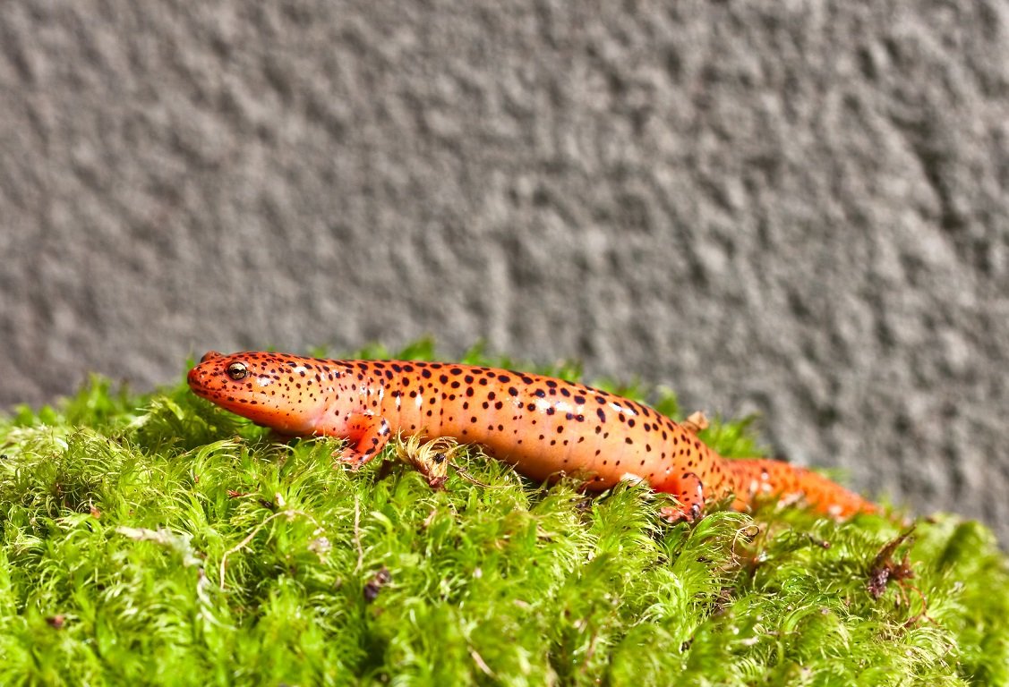 Rotsalamander auf Moos