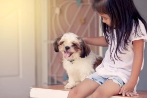 Kinder sind von einem süßen Shih Tzu meist begeistert. Mit seinem drolligen Wesen bezaubert er die ganze Familie.