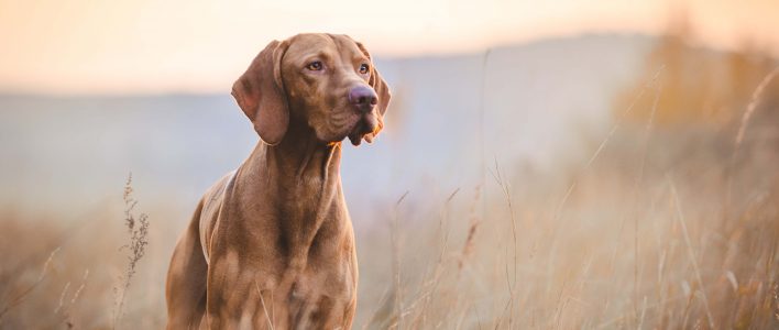 magyar viszla jagdhund