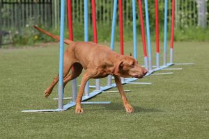 magyar vizsla agility auslasten