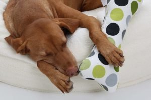 magyar vizsla couch