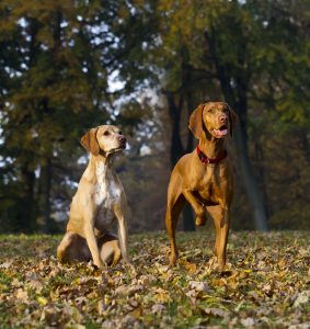 magyar vizsla farbnuancen