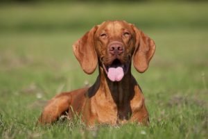 23+ Golden Retriever Vizsla Mix