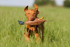 magyar vizsla mit ente