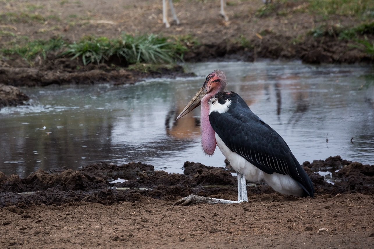 Marabu