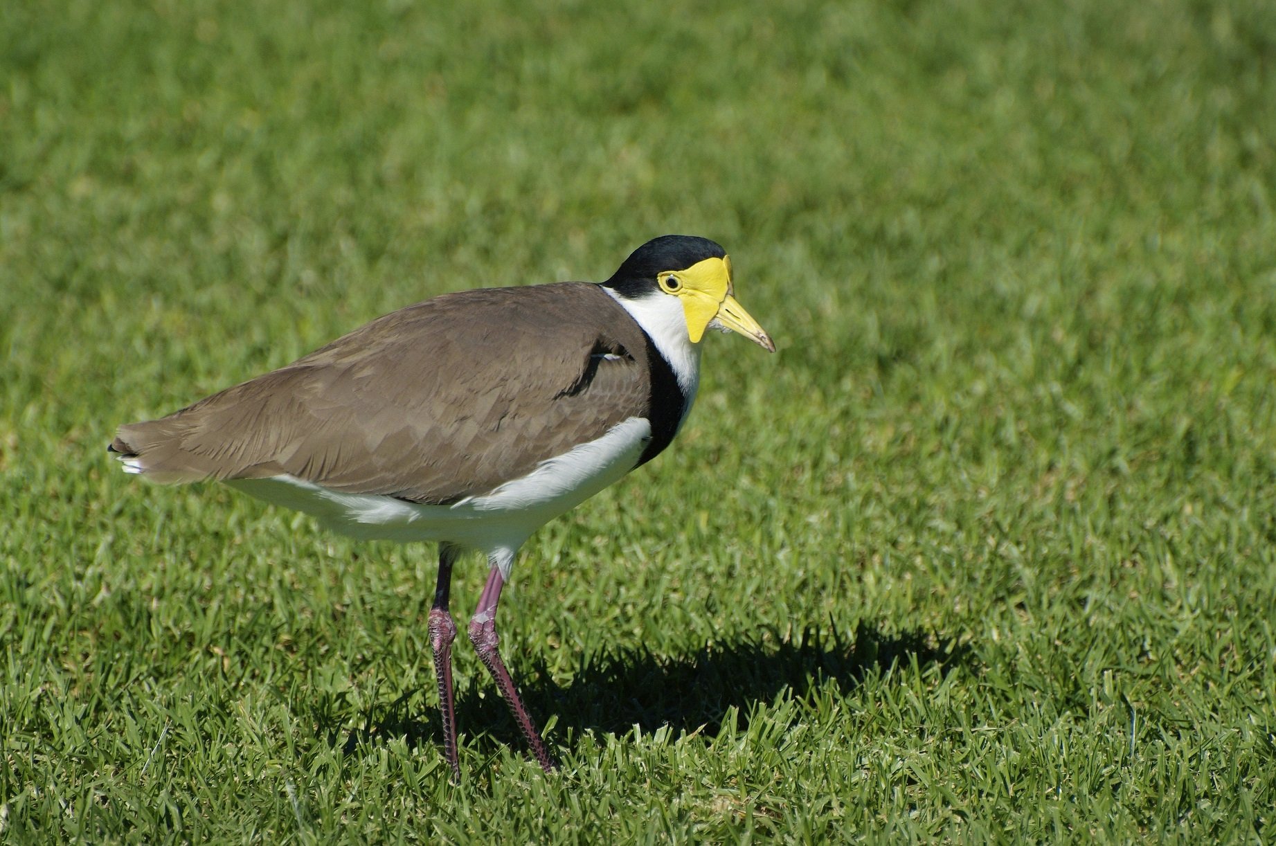 Maskenkiebitz