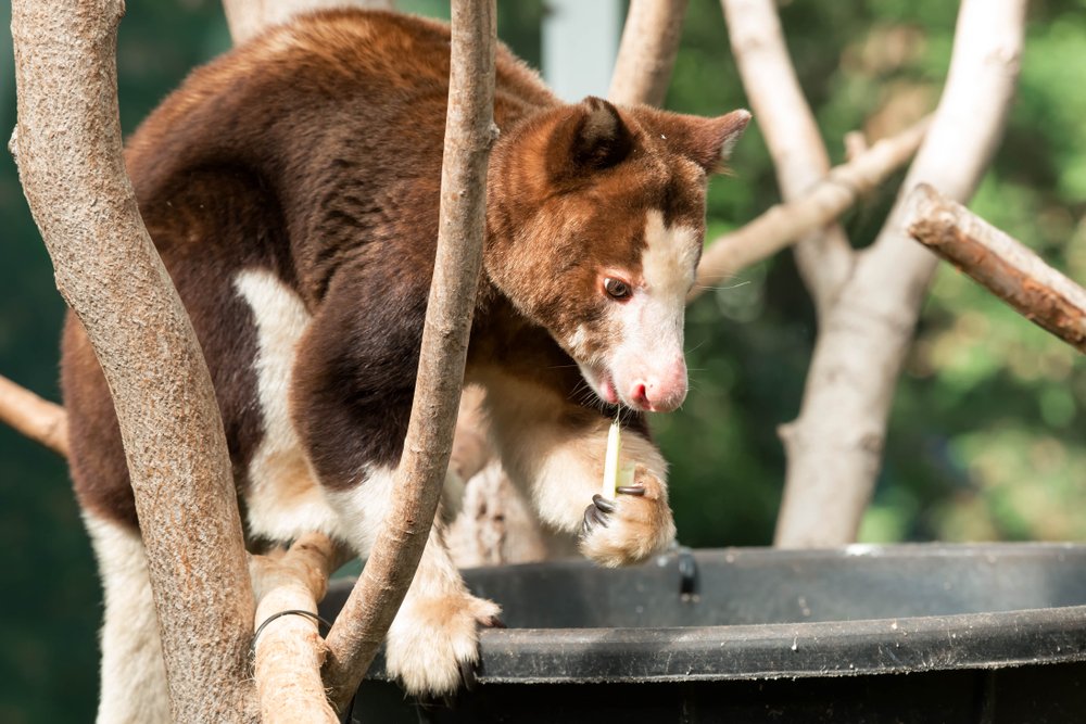 Matschie Baumkänguru