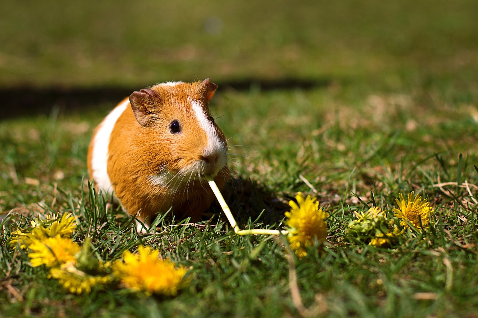 Meerschweinchen