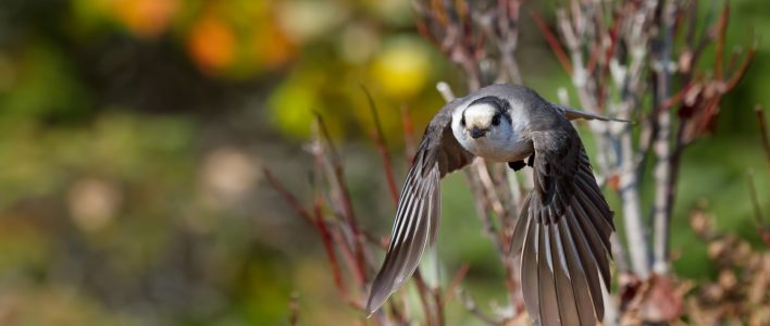 Meisenhäher beim Fliegen