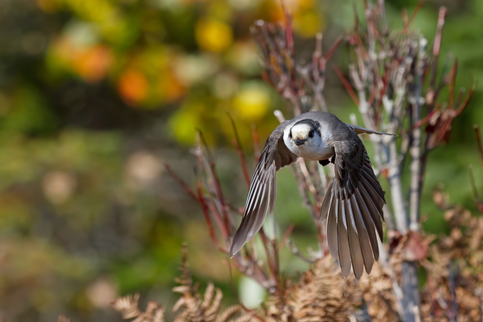 Meisenhäher beim Fliegen