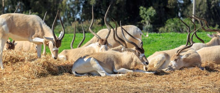 Mendesantilope