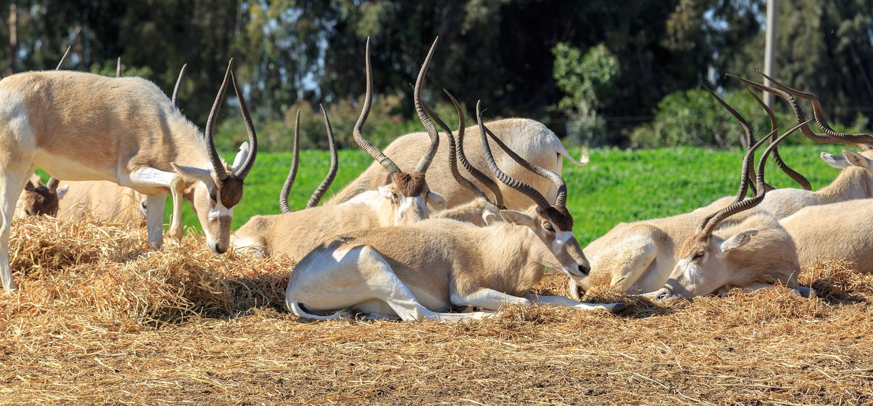 Mendesantilope