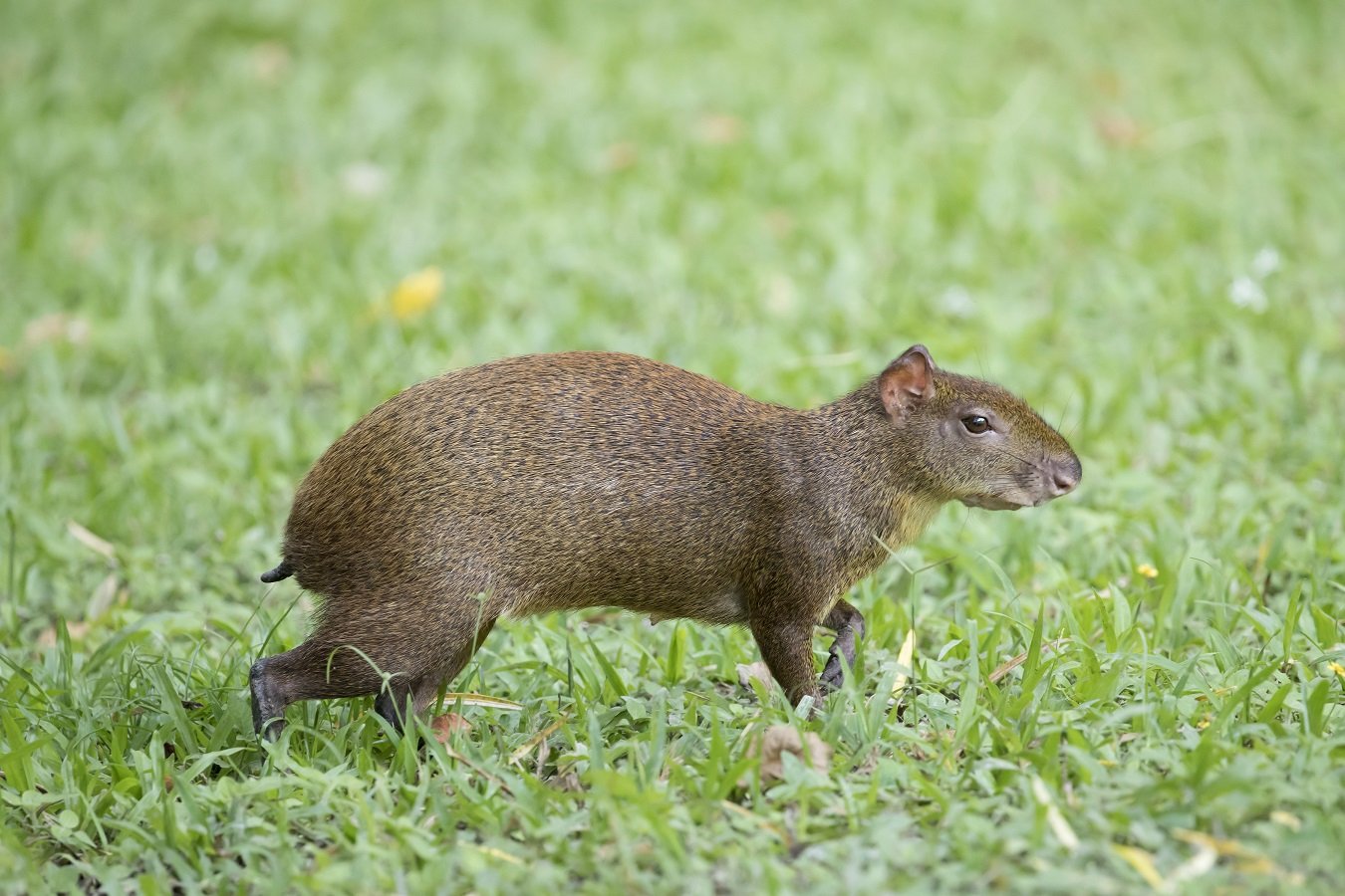 Rattenähnliche Tiere Im Garten