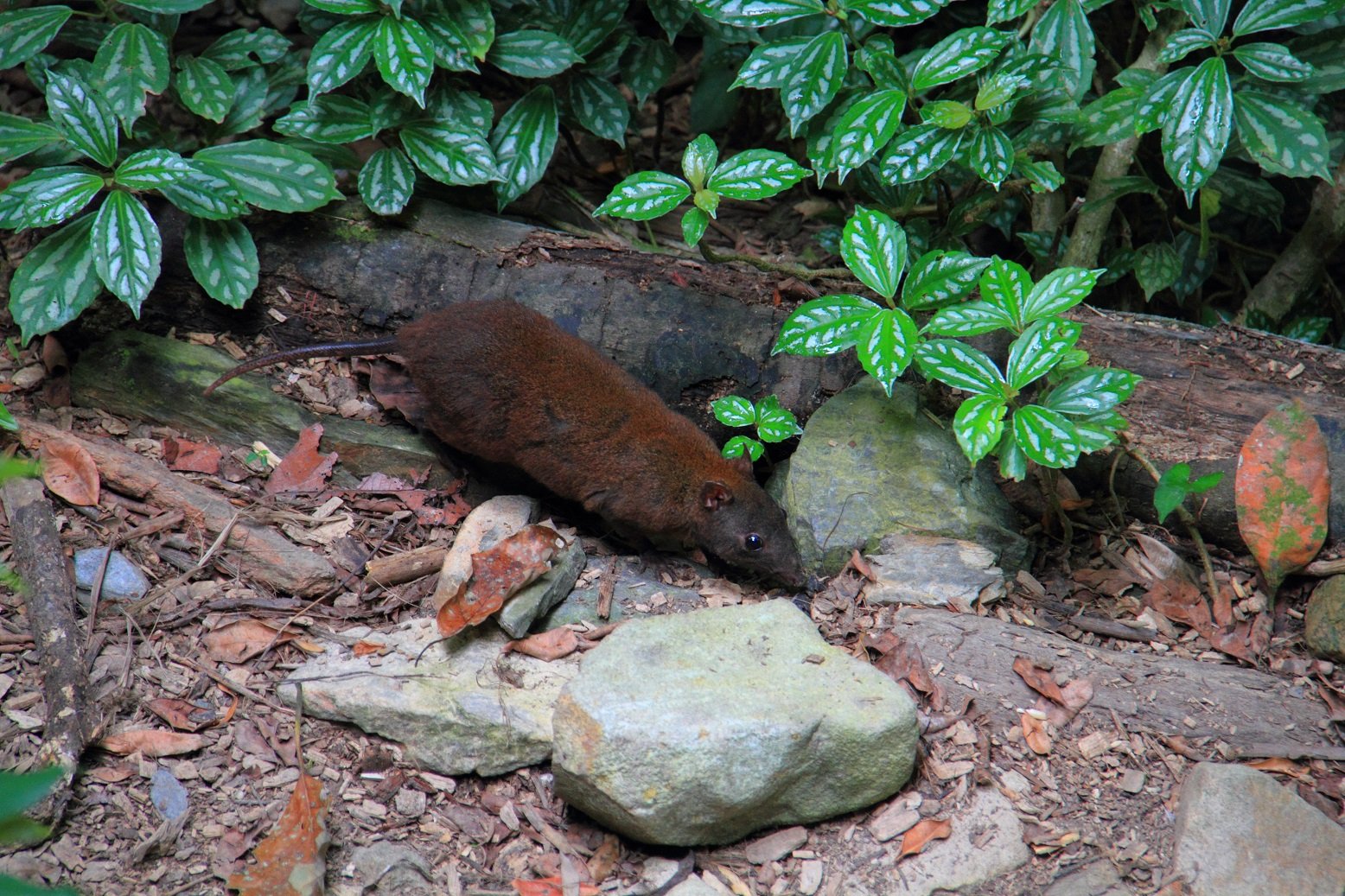 Moschusrattenkänguru