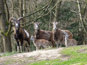 Mufflon Wildschafe im Wald