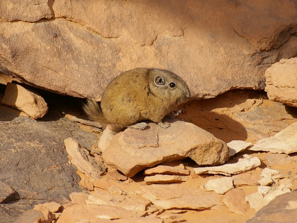 Nagetiere Fotos und Informationen rund um große und kleine Nagetiere