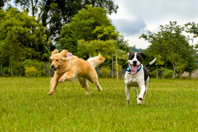 Nahrungsergänzungsmittel für Hunde: Wie sinnvoll und wichtig ist Futterzusatz?