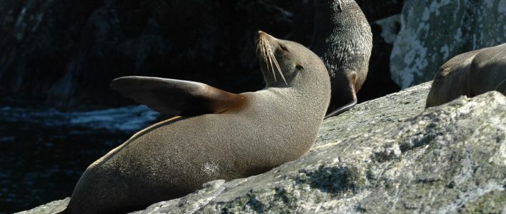 Neuseeländischer Seebär