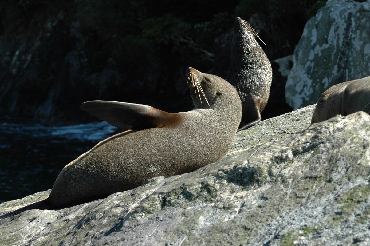 Neuseeländischer Seebär