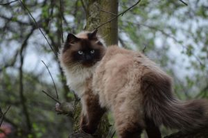 sibirische neva masquerade katze auf baum