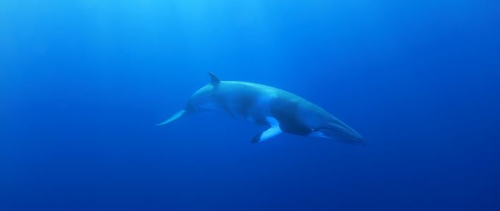 Nördlicher Zwergwal unter Wasser