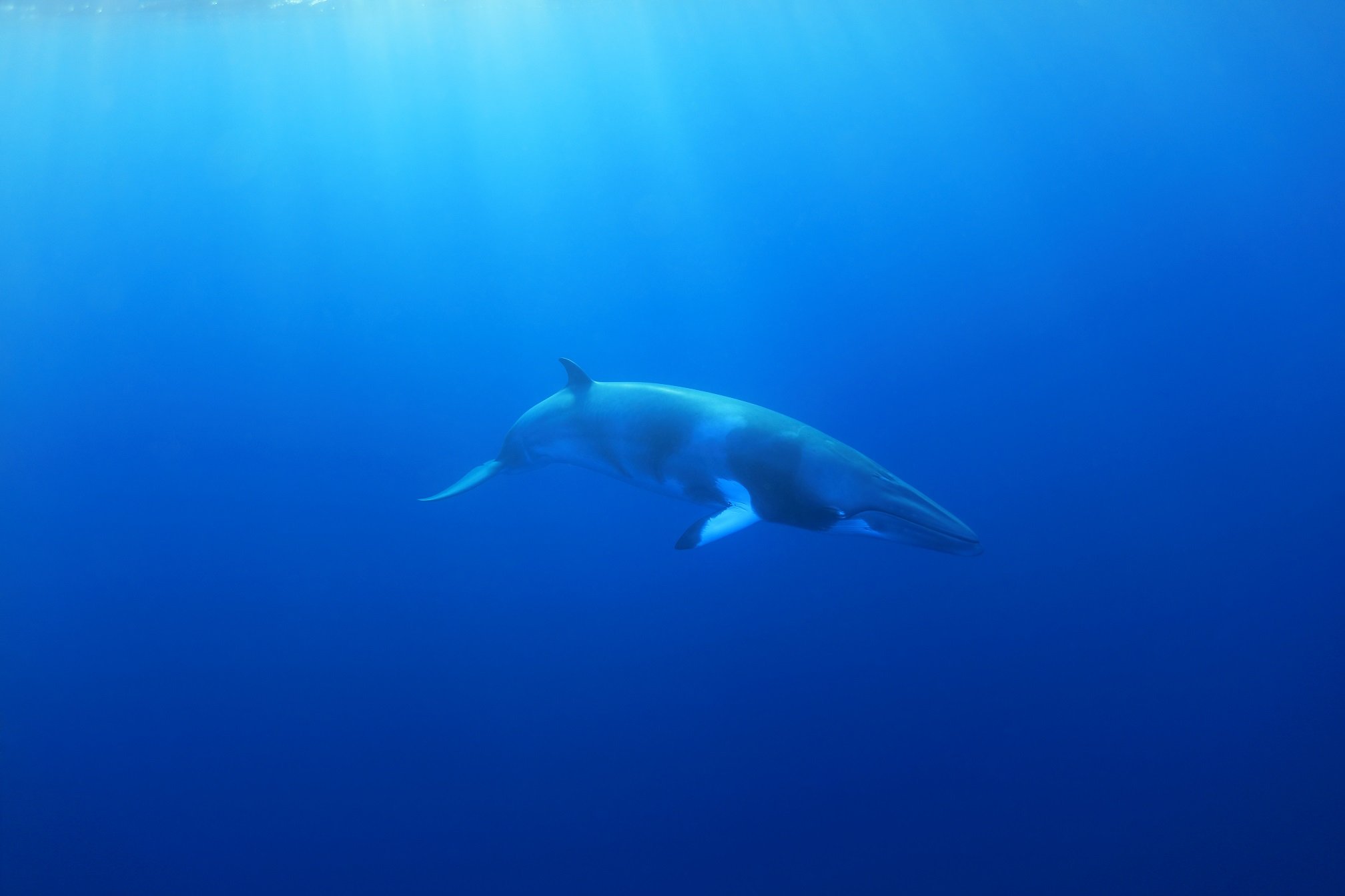 Nördlicher Zwergwal unter Wasser