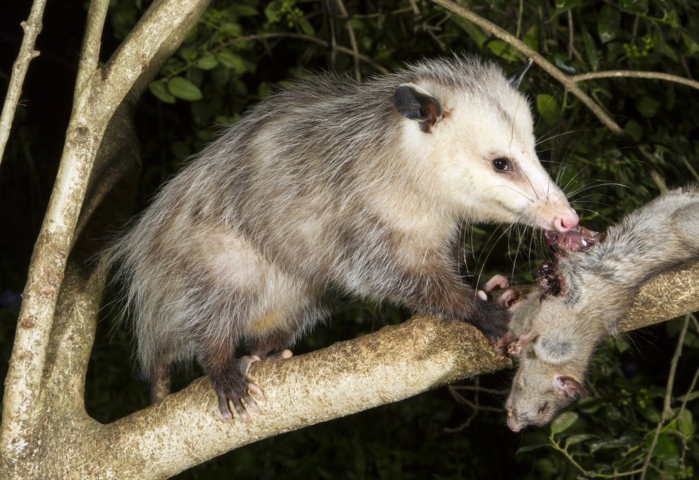 Nordopossum