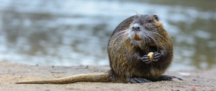 Nutria am Wasser