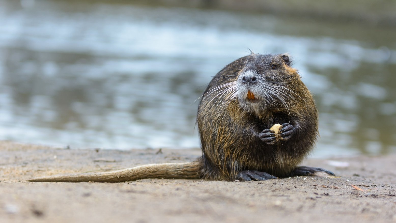 Nutria am Wasser