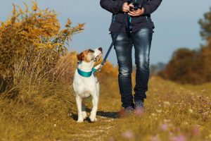 obedience training hund leine